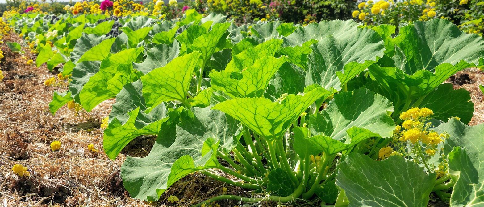 Découvrez comment identifier les feuilles de courgette, prévenir les maladies et entretenir vos plants pour un jardin en pleine santé. Conseils pratiques et astuces pour jardiniers débutants et confirmés.